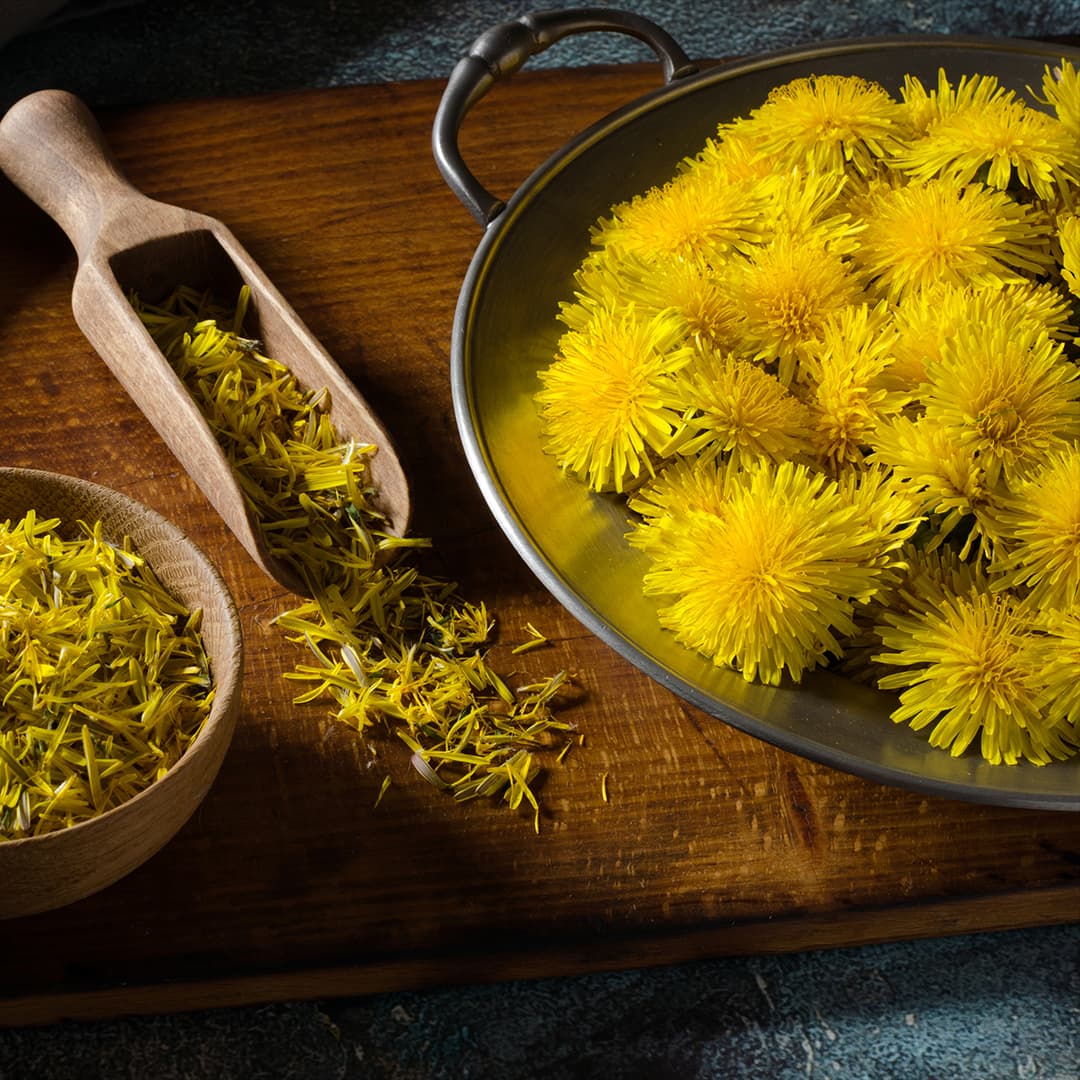 Dandelion